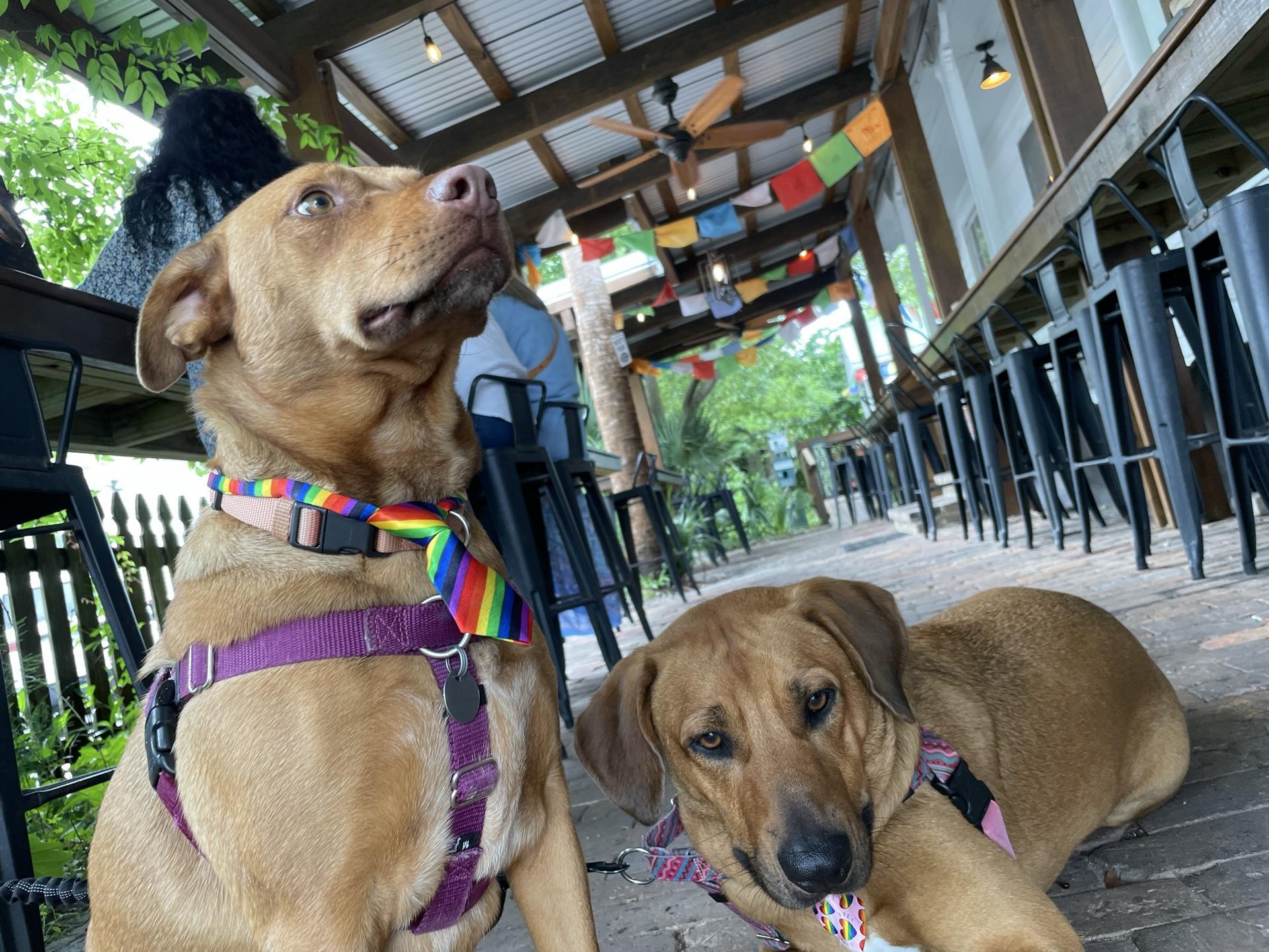 Pet Friendly Mockingbird Cafe
