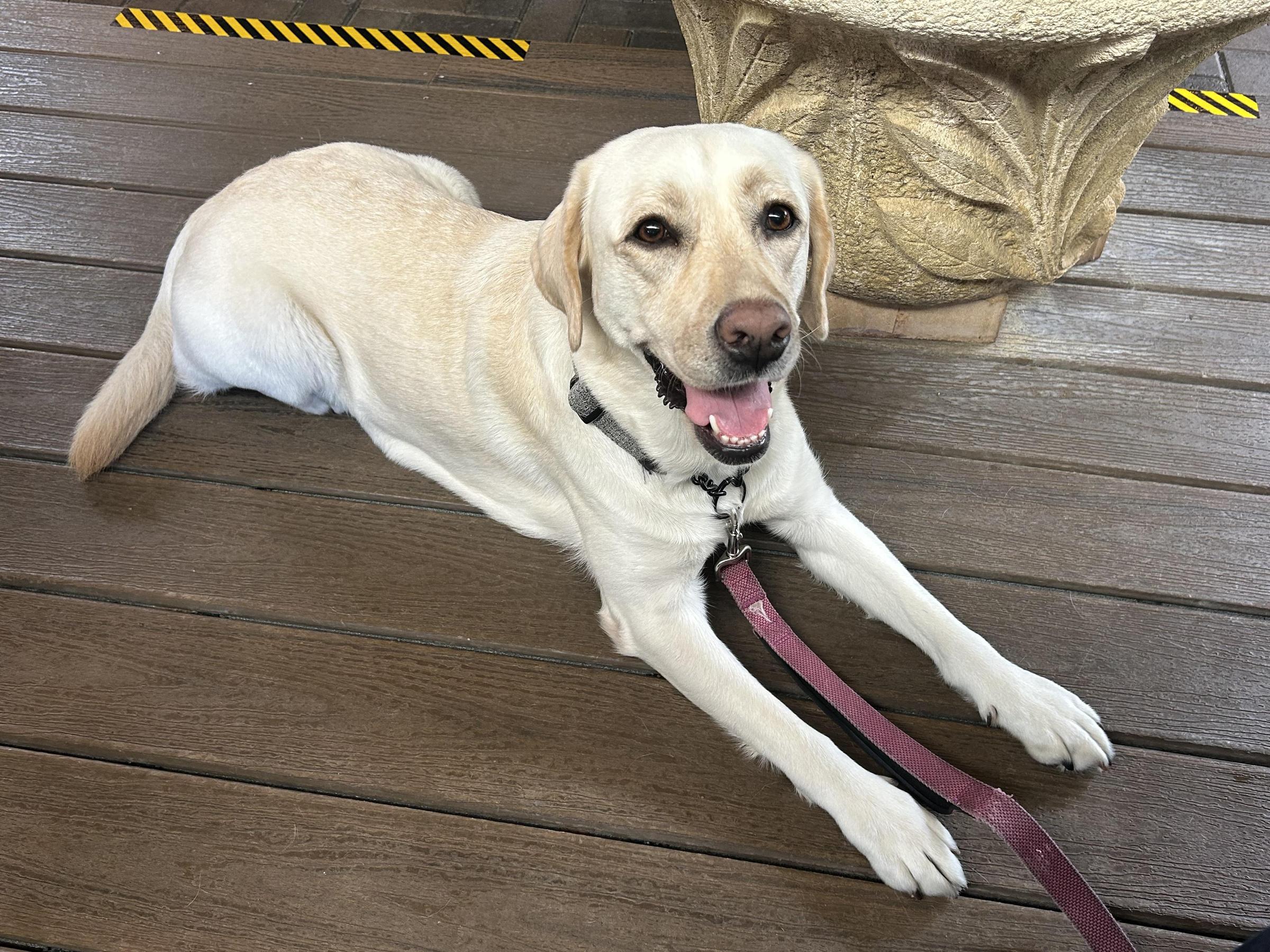 Pet Friendly Yellow Dog Eats