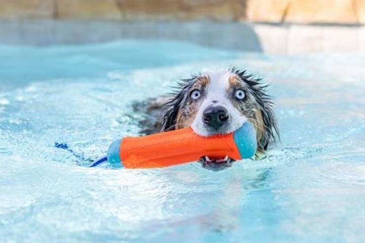A dog swims with a Chuckit! Bumper Pool Toy