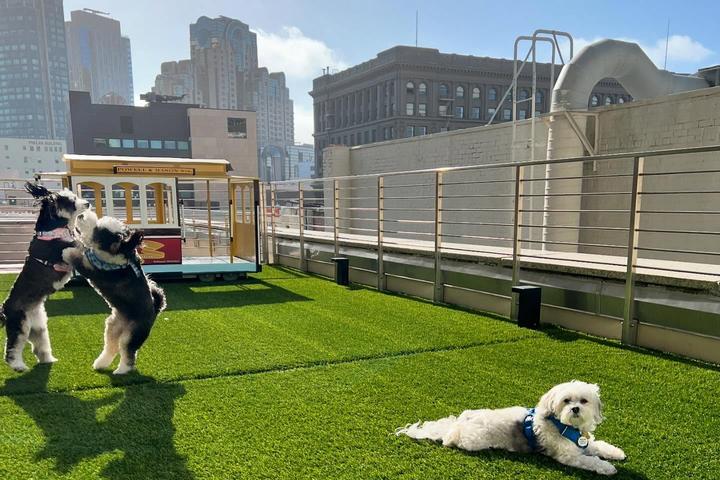 Dogs play at the rooftop dog park at Hotel Nikko San Francisco