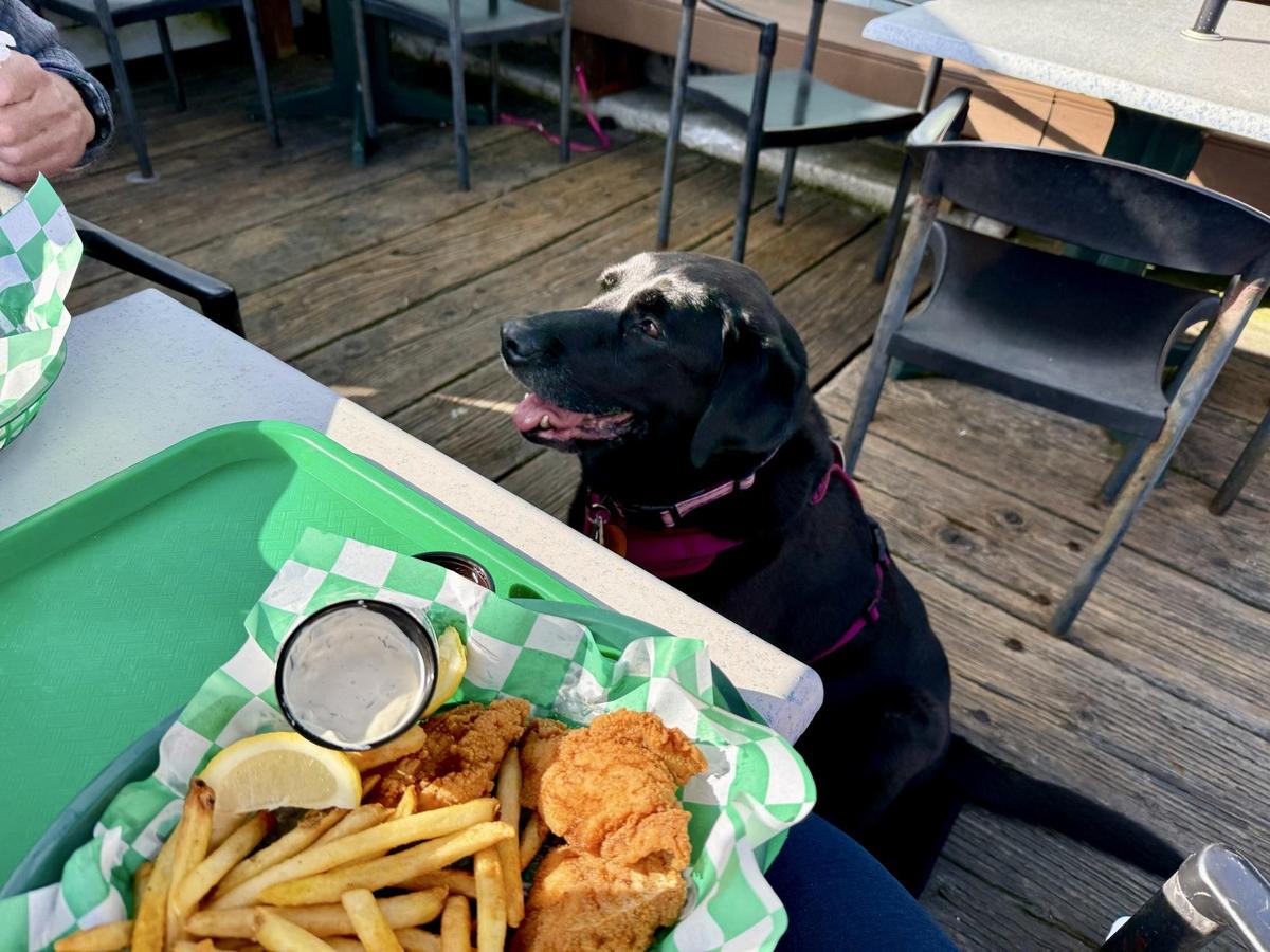 Tognazzini's Dockside Too Pet Policy