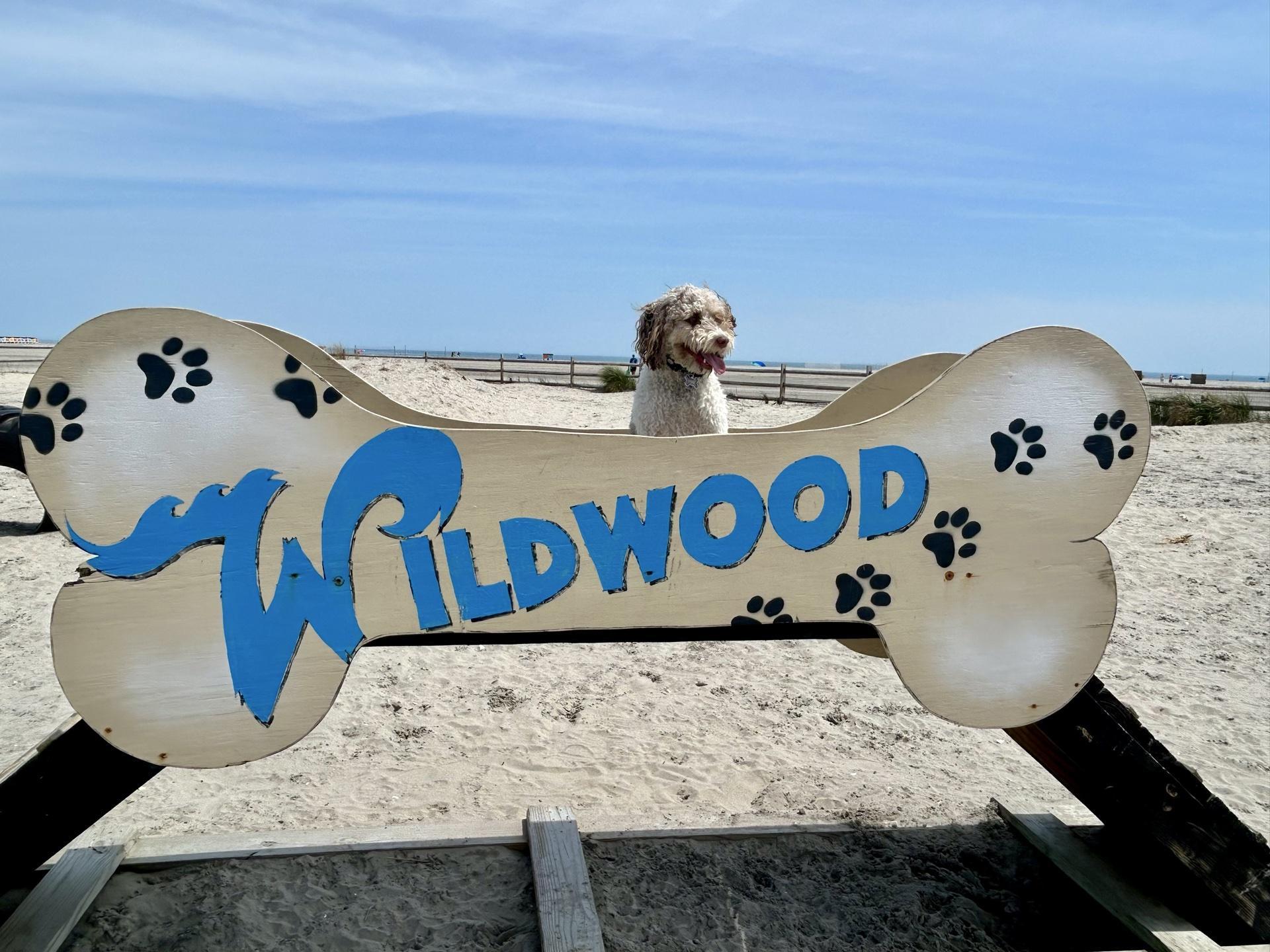 Pet Friendly Wildwood Dog Park & Beach