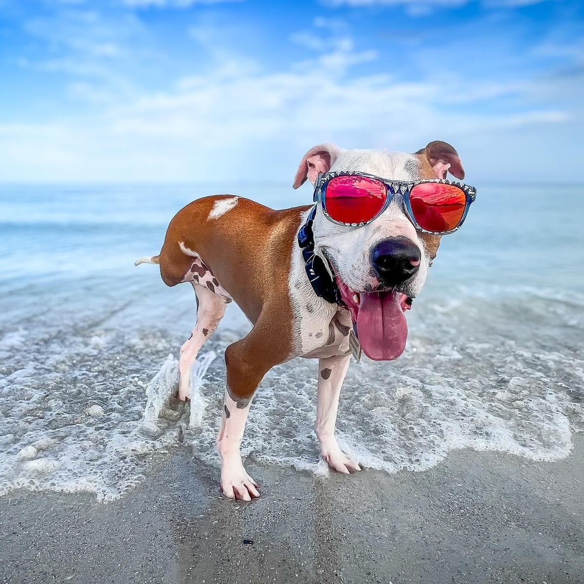 Fido's Summer Roadtrip: Beaches