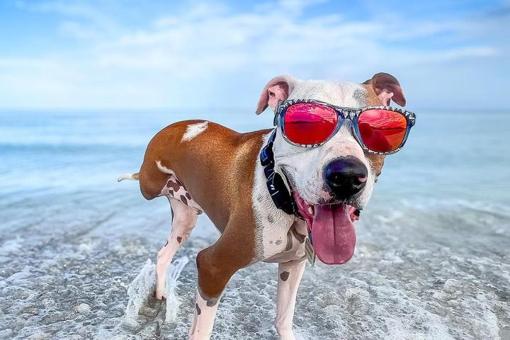 Fido's Summer Roadtrip: Beaches