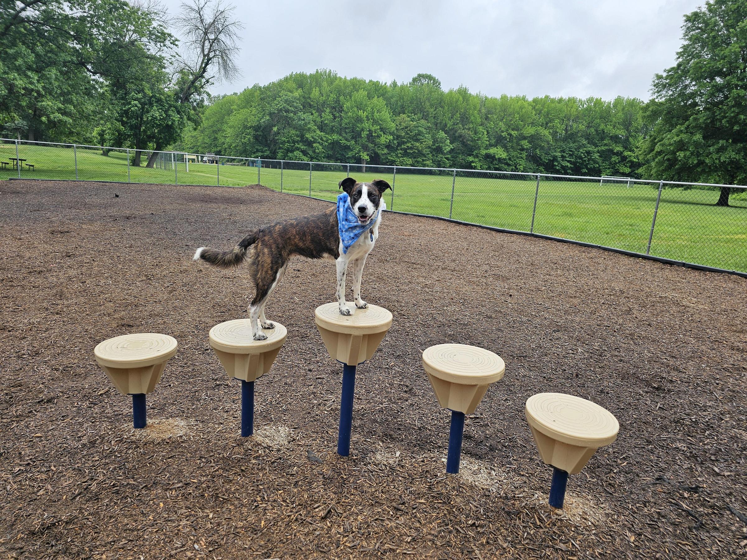 Pet Friendly River Road Dog Park