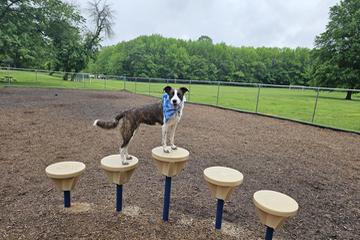 Where is the Closest Dog Park: Find Fun Spots Near You Fast