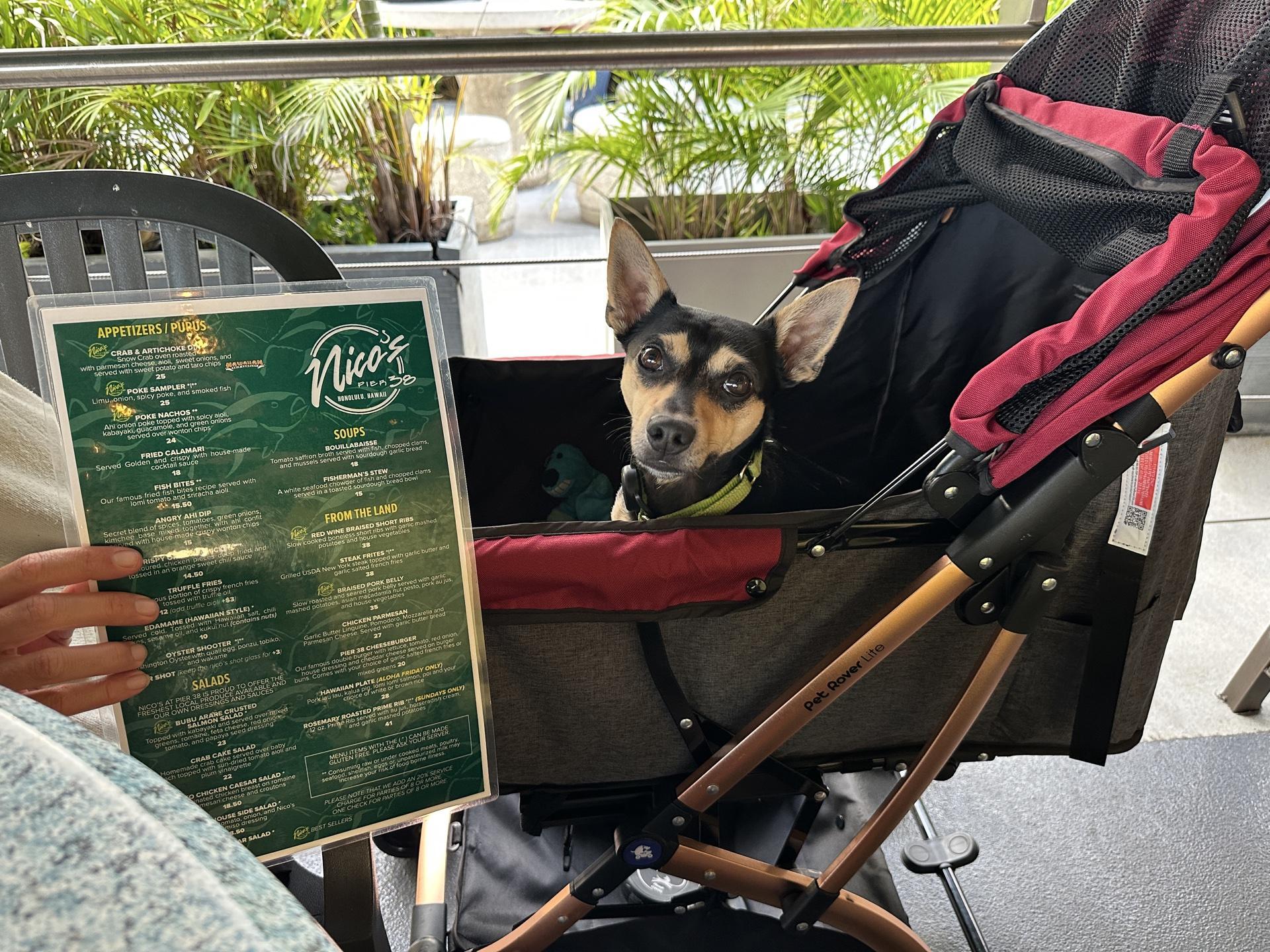 Traveling to Hawaii With a Dog: Ultimate Guide for a Smooth Trip
