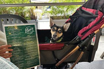 Traveling to Hawaii With a Dog: Ultimate Guide for a Smooth Trip
