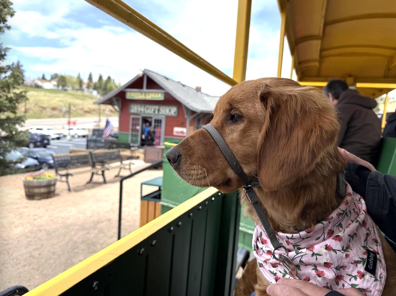 Large Dog Friendly Trains: Explore Pet Travel Options