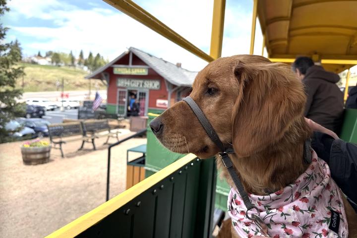 Large Dog Friendly Trains: Explore Pet Travel Options