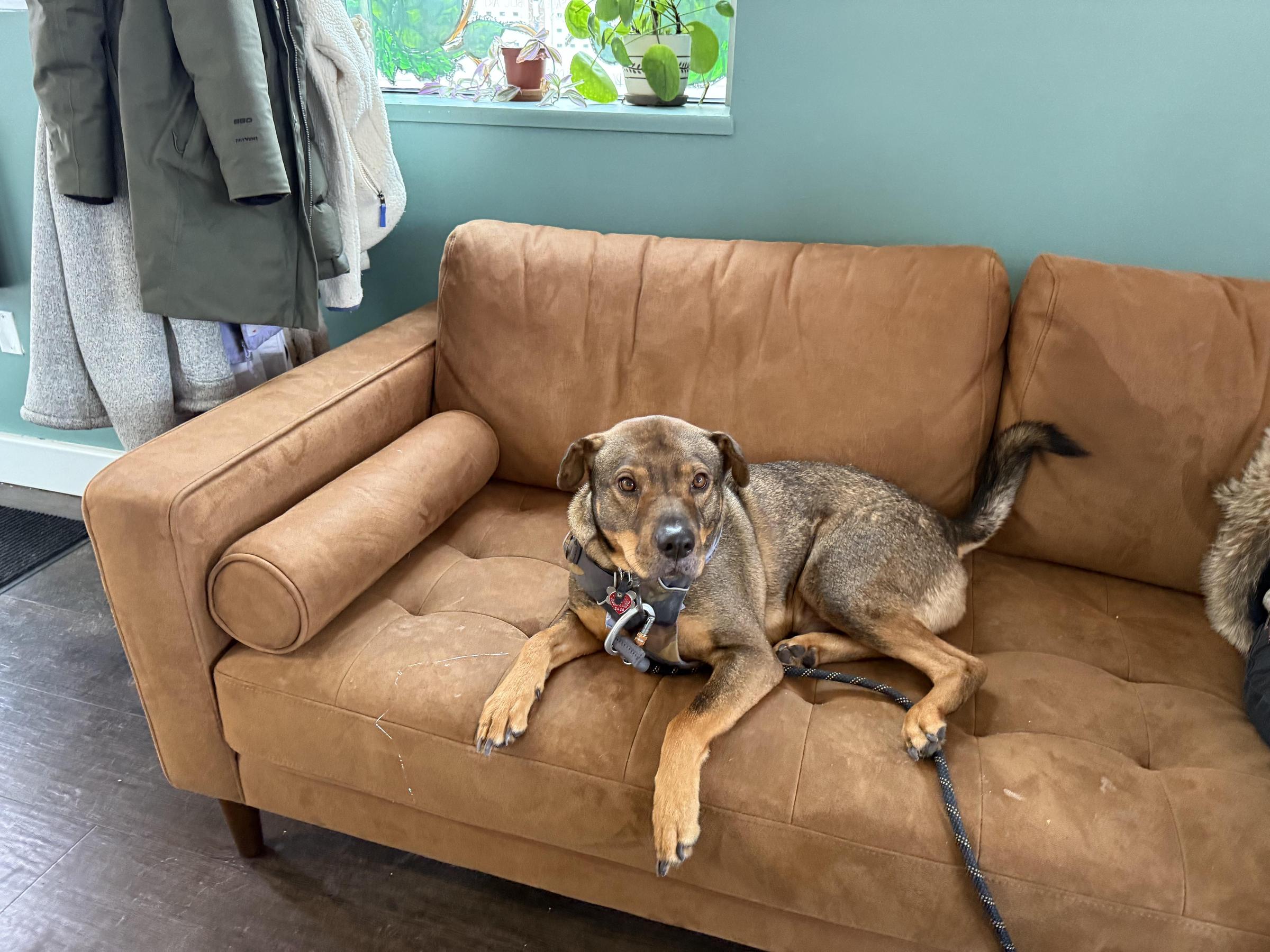Pet Friendly Couch Dog Brewing Company