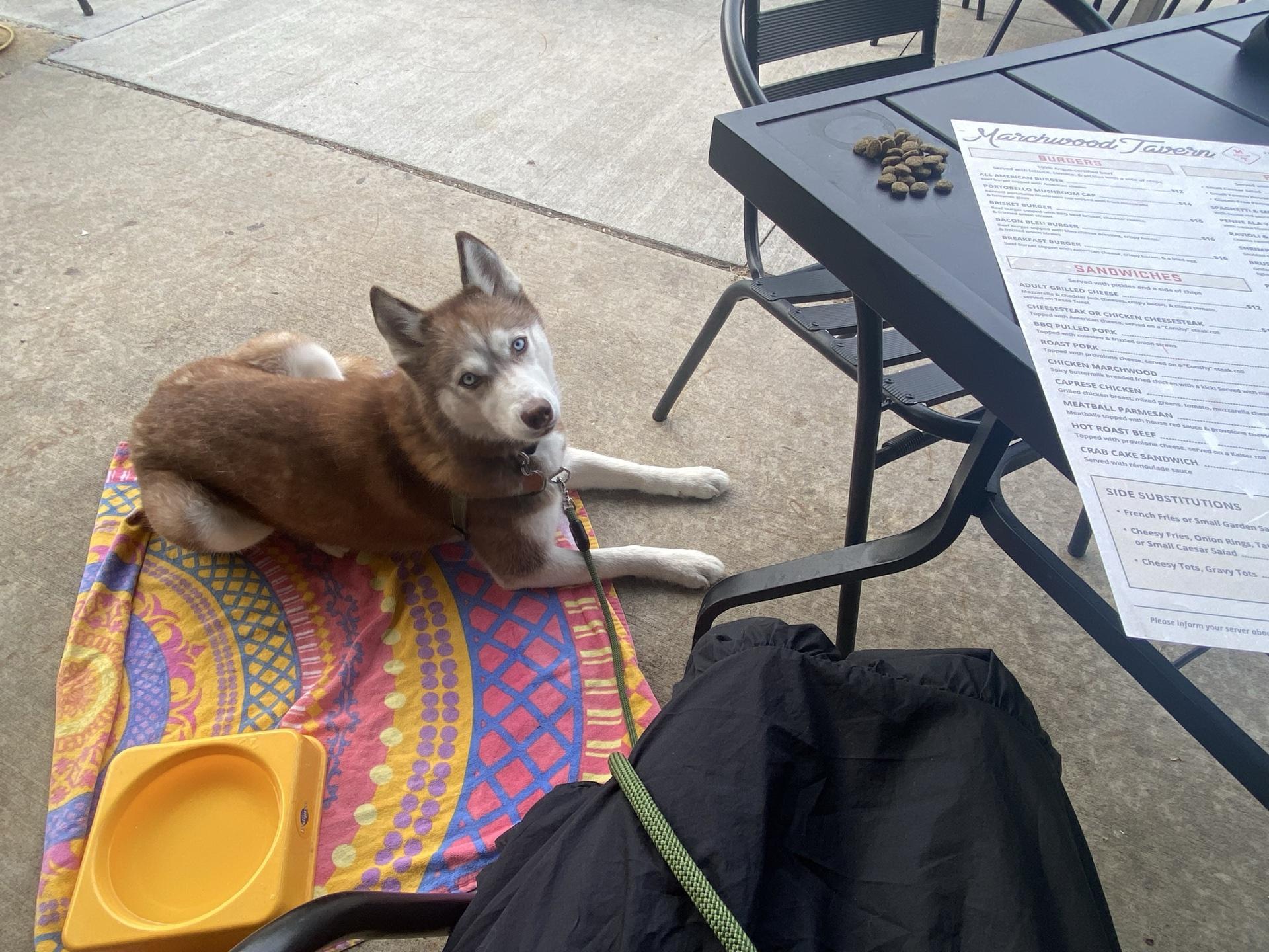 Pet Friendly Marchwood Tavern