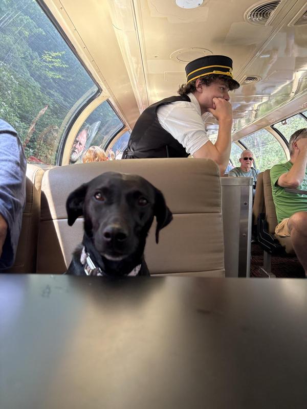 Train Travel With Dog: Essential Tips for a Stress-Free Journey