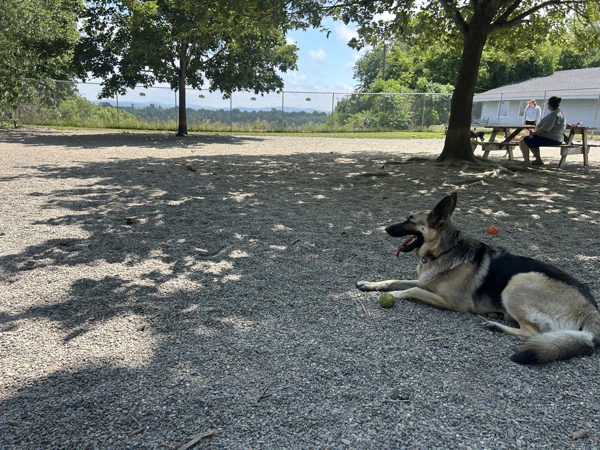 Dog Friendly Activity: Unleash Fun Adventures