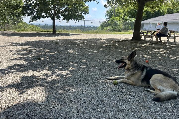 Dog Friendly Activity: Unleash Fun Adventures