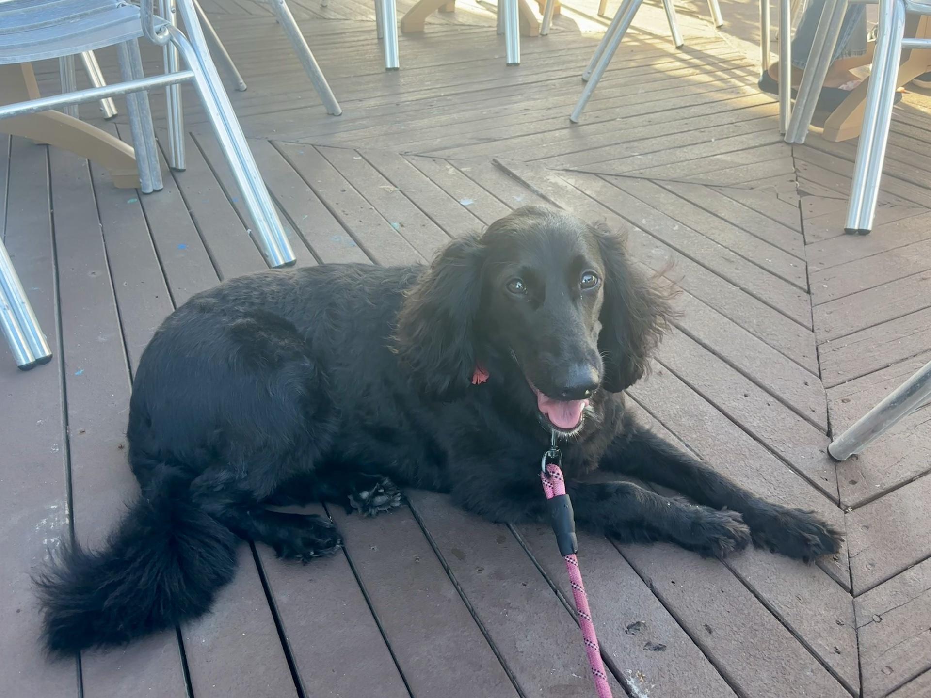 Pet Friendly Tavern on the Bay at Harrison's Landing