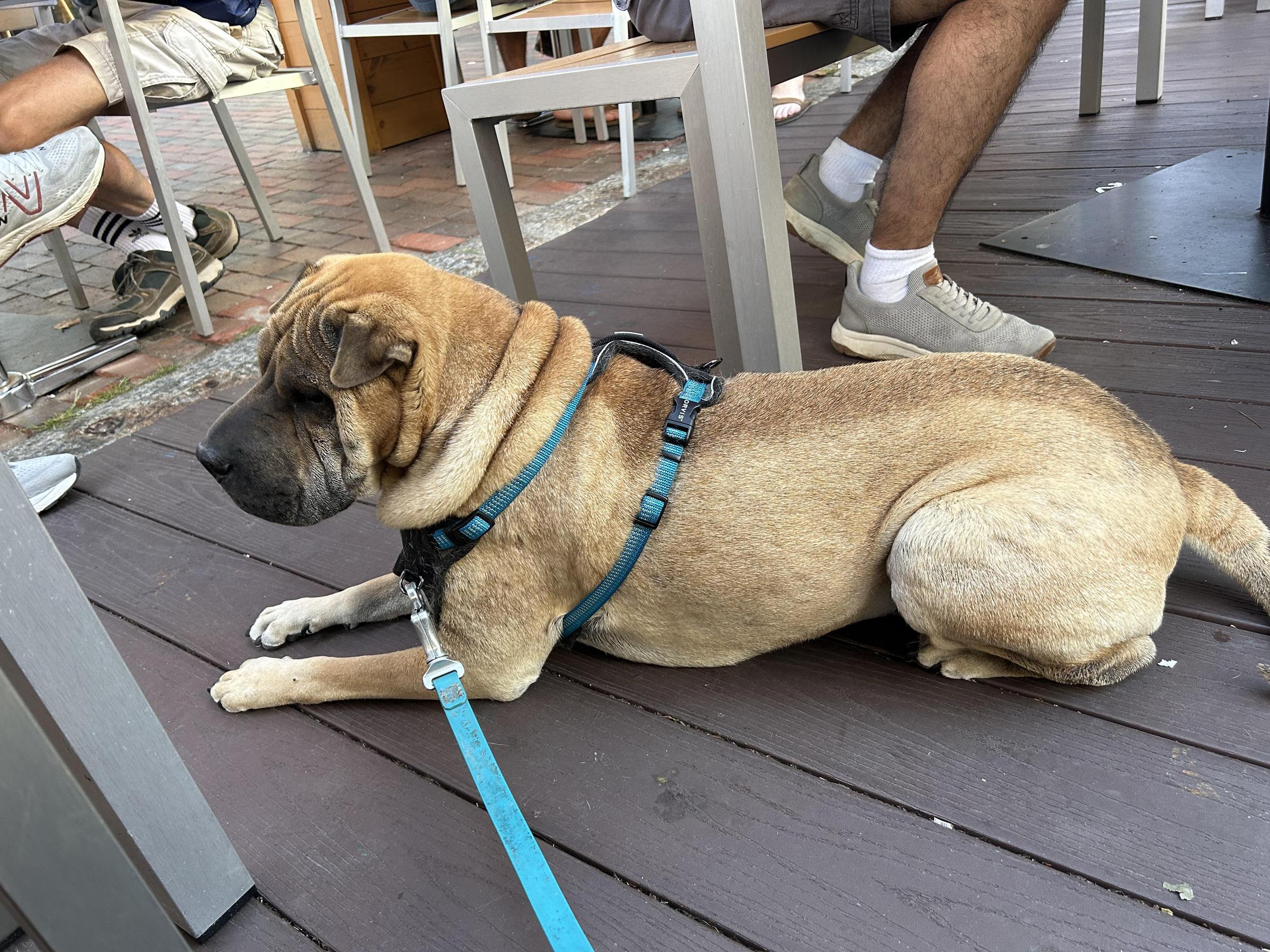Pet Friendly Thirsty Moose Tap House