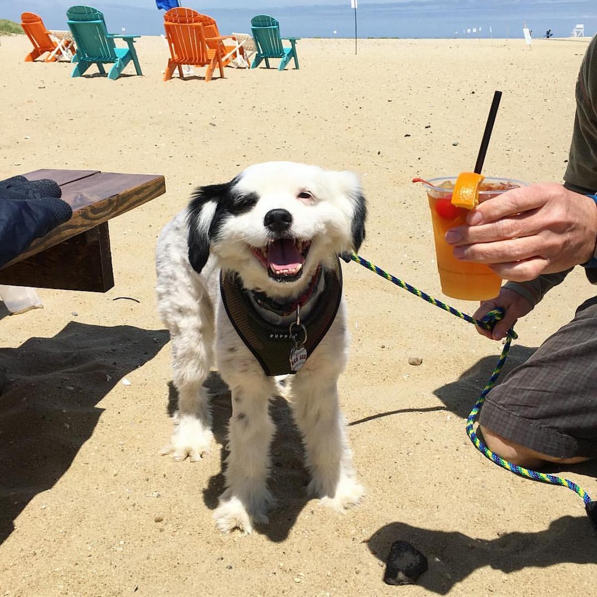 Beach Bars That Welcome Salty Dogs