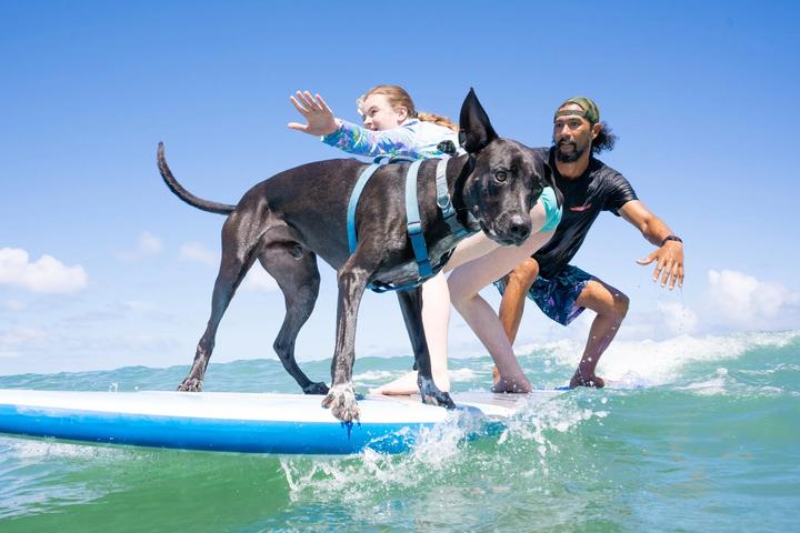 Dog Surf School