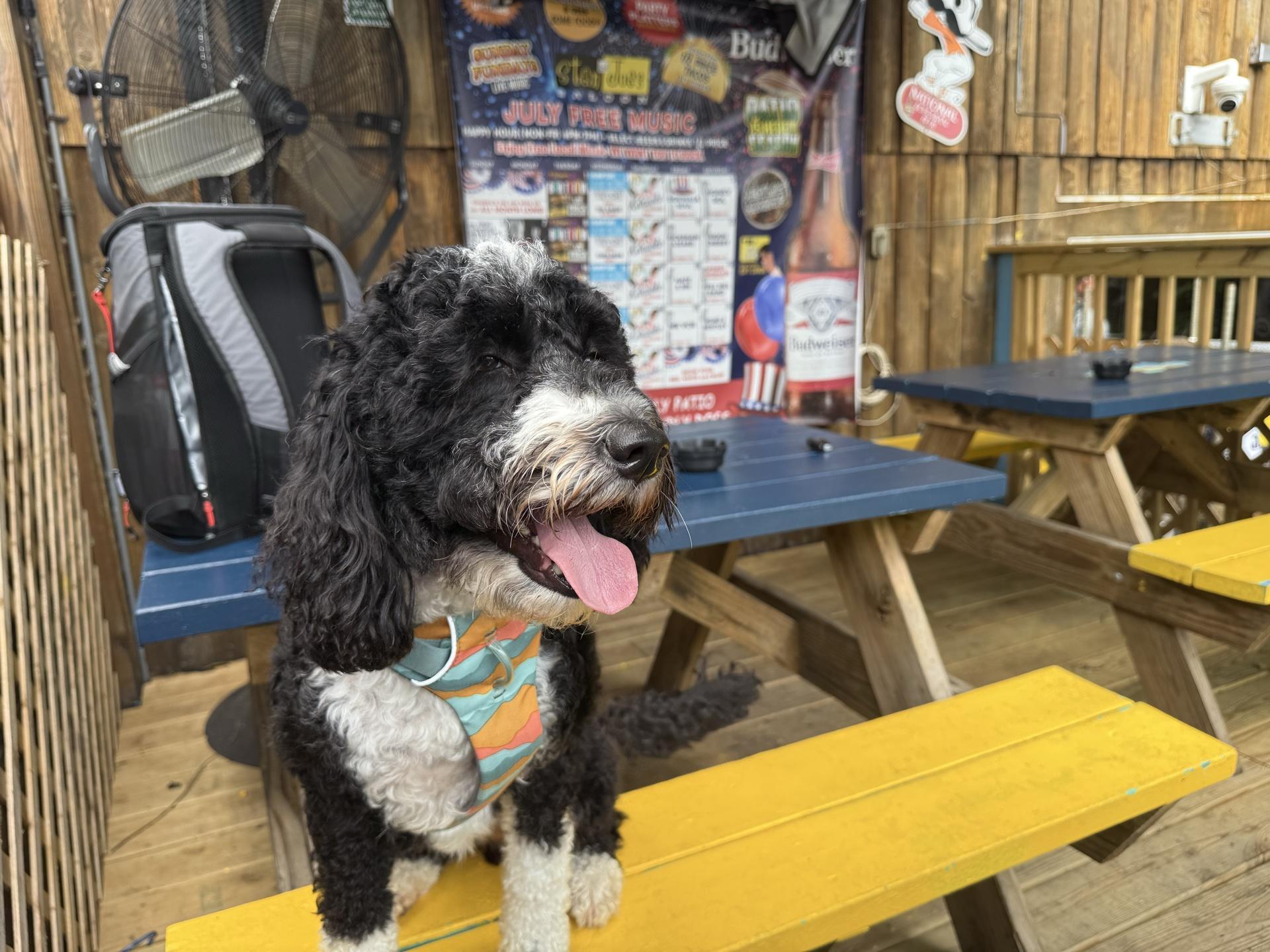 Pet Friendly Stan & Joe's Saloon