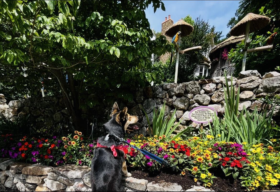 Pet Friendly Parrot Mountain and Garden of Eden