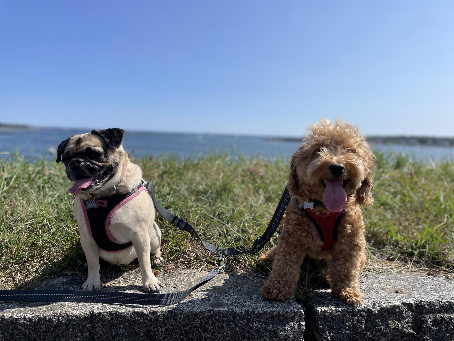 Pet Friendly Fort McClary State Historic Site