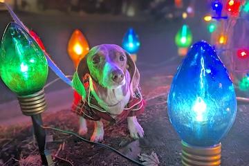 Doggone Beautiful Christmas Light Displays to Visit This Year Abby the Dachshund in a Christmas Light Display