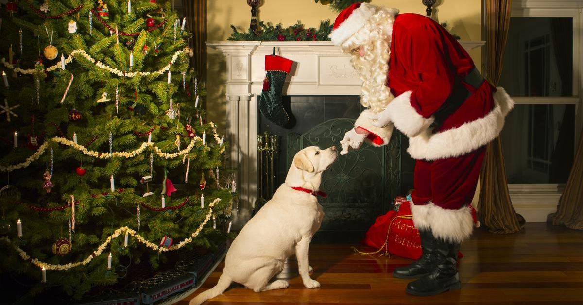 Santa gives a gift to a dog.