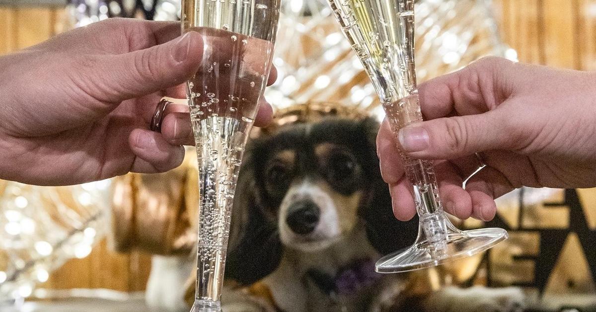 Champagne glasses and a dog on New Year's Eve