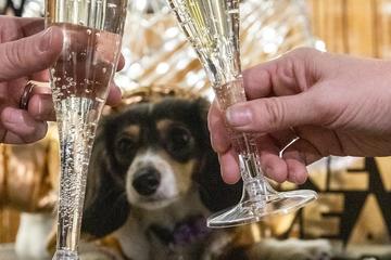 Pawsome Places to Ring in the New Year With Fido Champagne glasses and a dog on New Year's Eve
