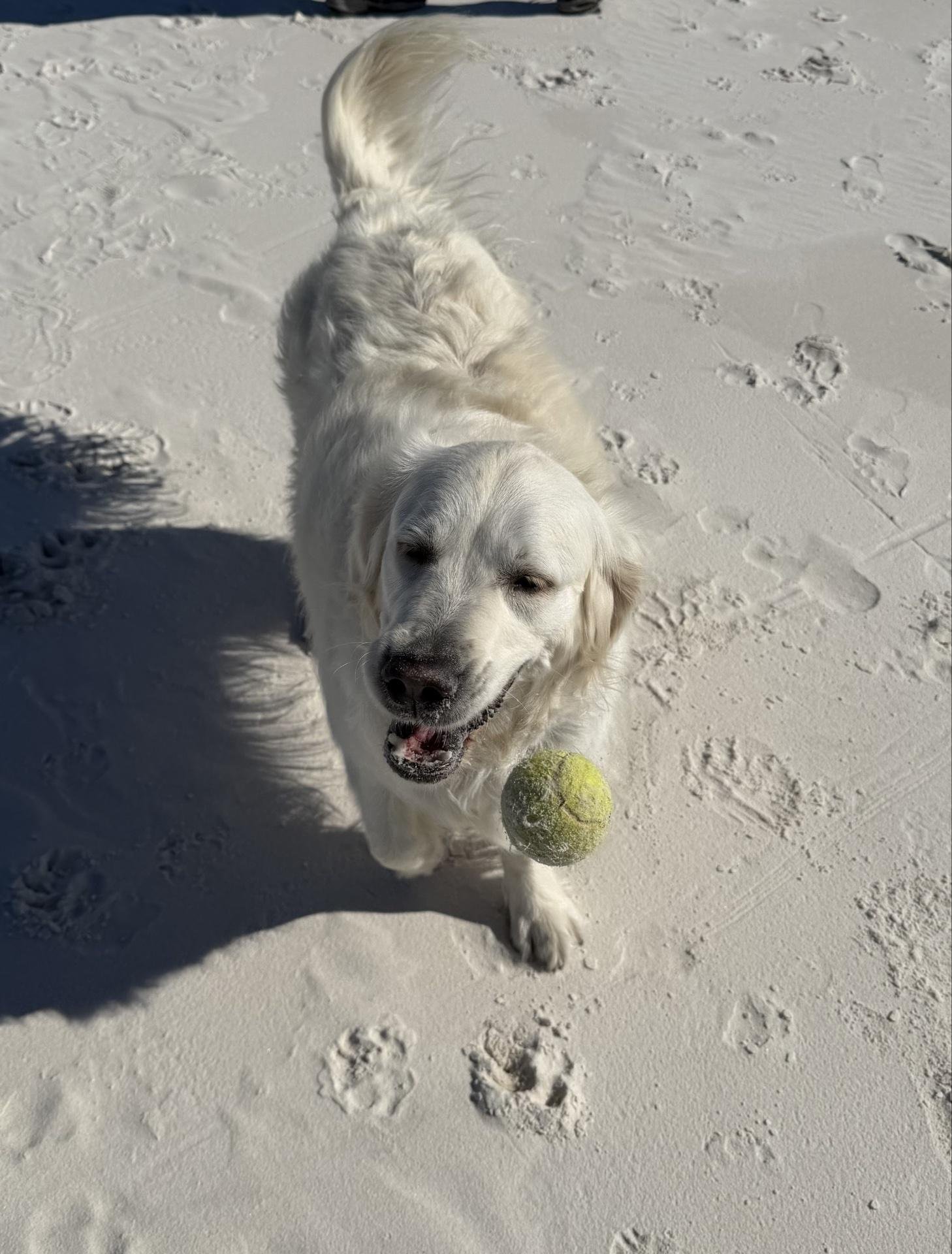 Fun at Dog Park