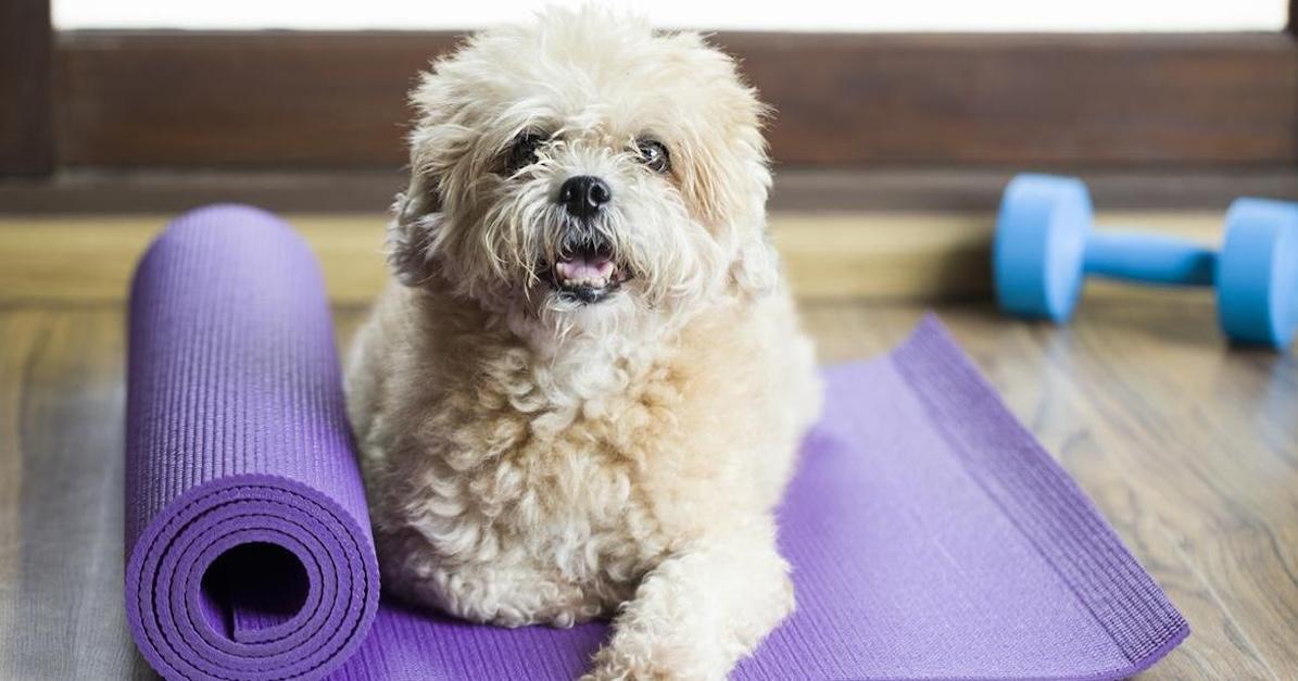 Dog on a yoga mat.