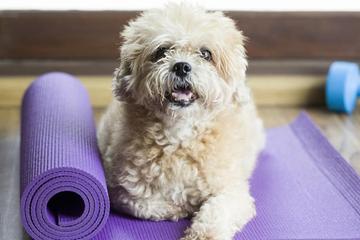 8 Easy Ways to Exercise Your Dog Indoors Dog on a yoga mat.