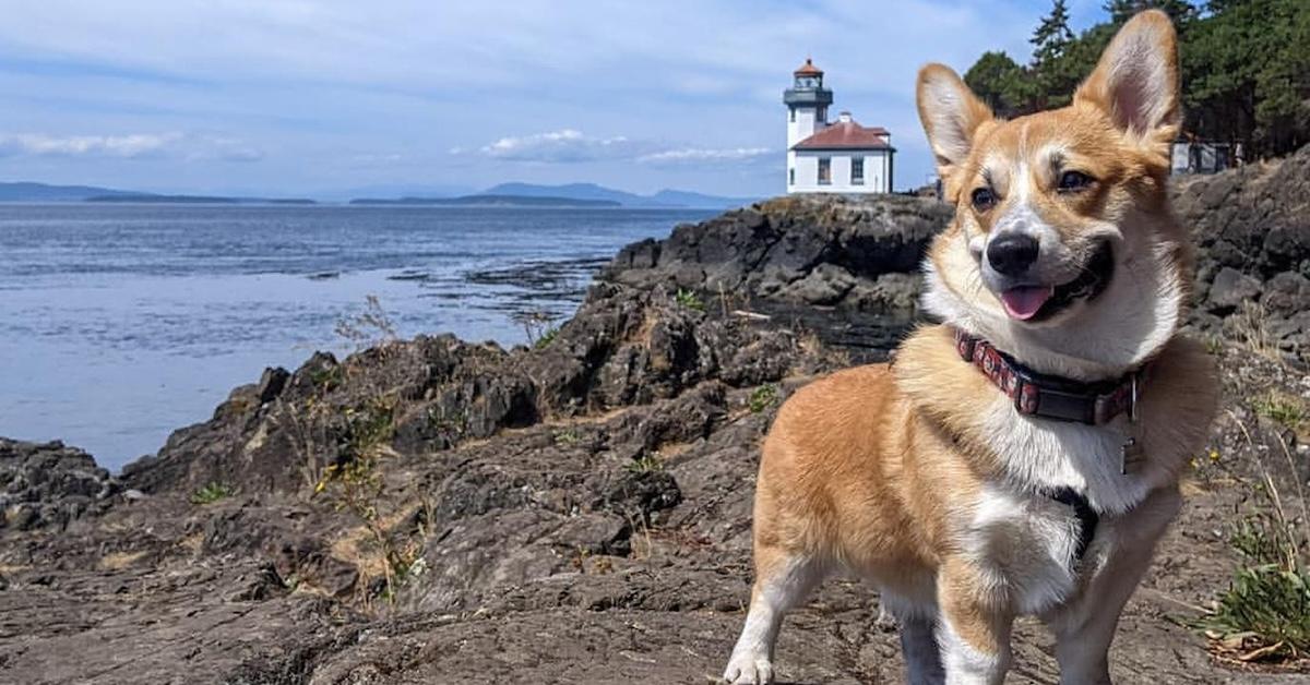 A Corgi at Lime Kiln State Park