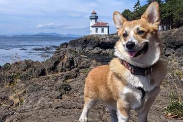 The Best Dog-Friendly State Parks on the West Coast A Corgi at Lime Kiln State Park
