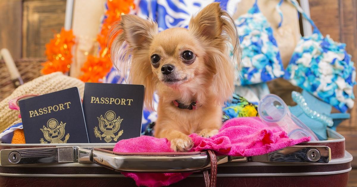 A dog in a suitcase with passports