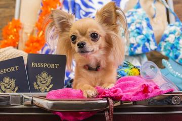 Fido's Favorite Travel Accessories A dog in a suitcase with passports