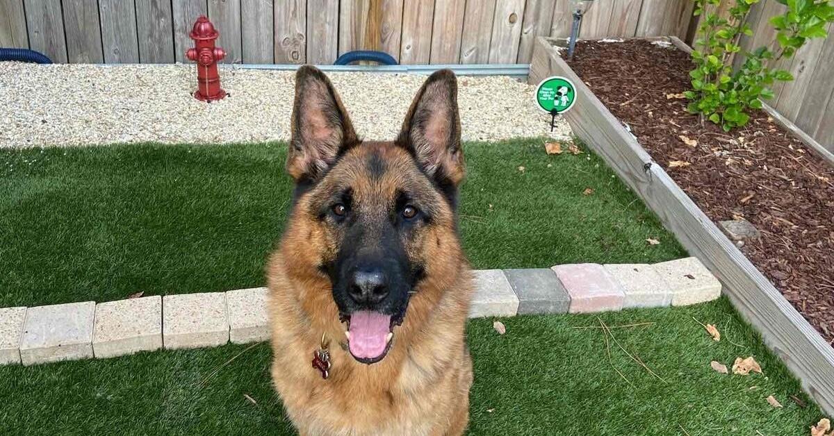 German Shepherd in a rental backyard by a fire hydrant.