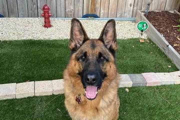 Themed Vacation Rentals German Shepherd in a rental backyard by a fire hydrant.