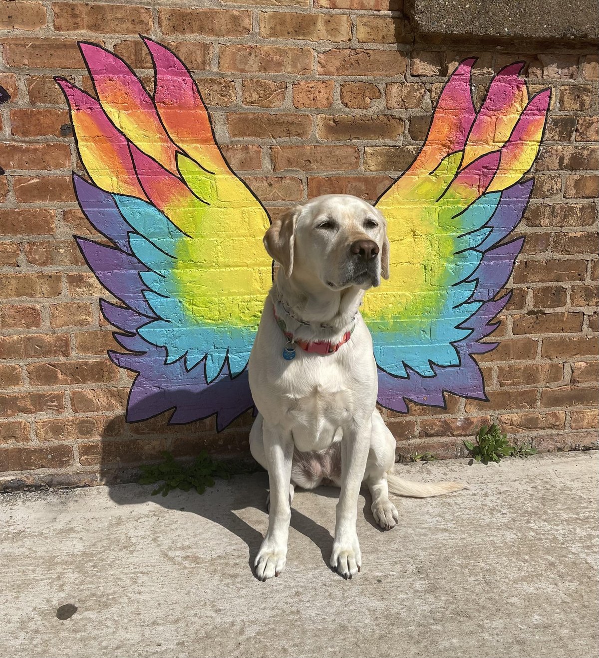 Our lab with wings - heavenly 🥰