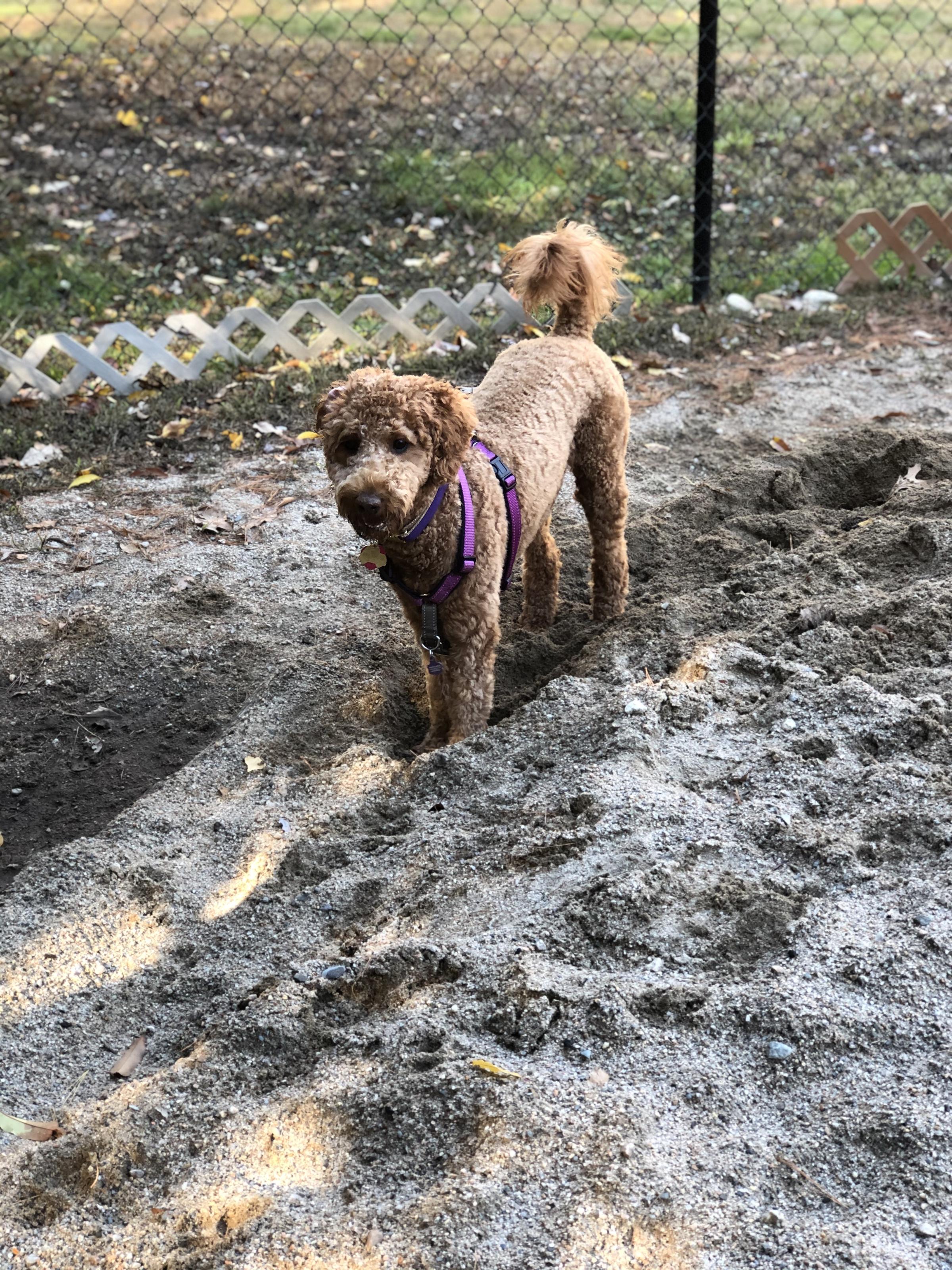 Narra At Dartmouth Dog Park ⋆ BringFido