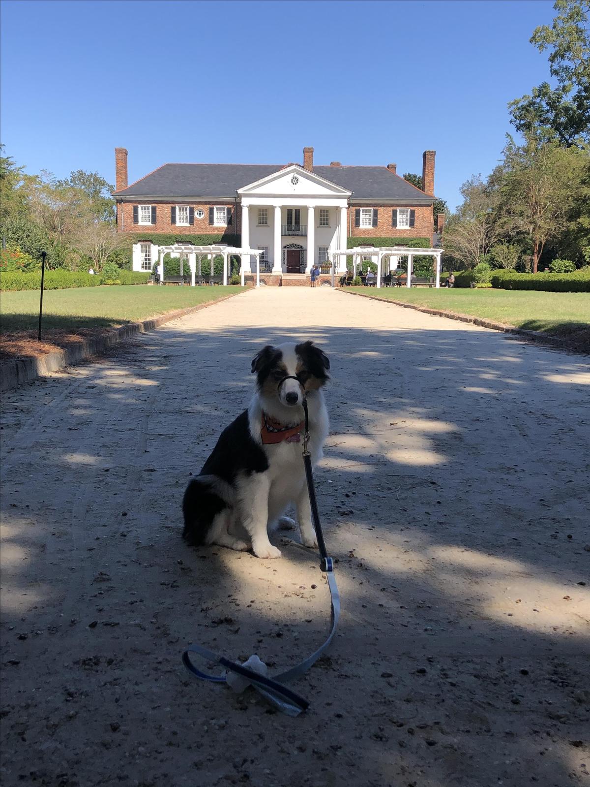 are dogs allowed at boone hall plantation