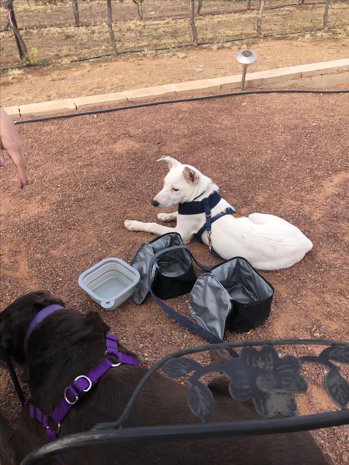 Tapas at Coronado Vineyards restaurant view 1