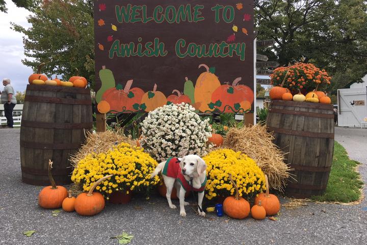 Pet Friendly The Amish Farm and House