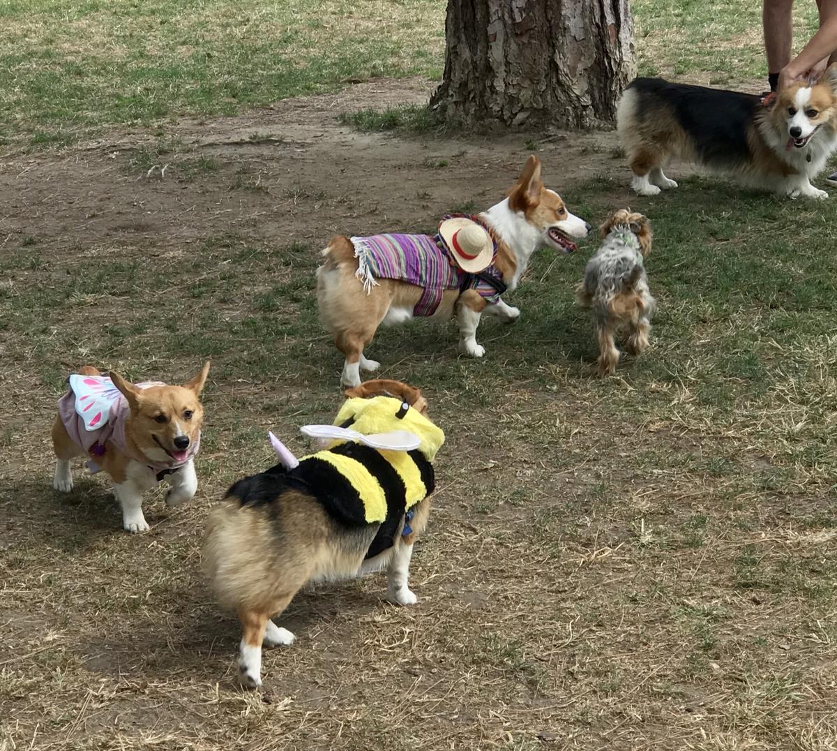 are dogs allowed at el dorado park
