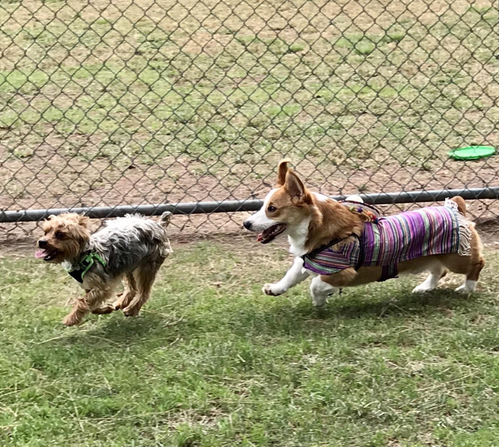 are dogs allowed at el dorado park