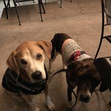 Safire Restaurant & Lounge restaurant view 2