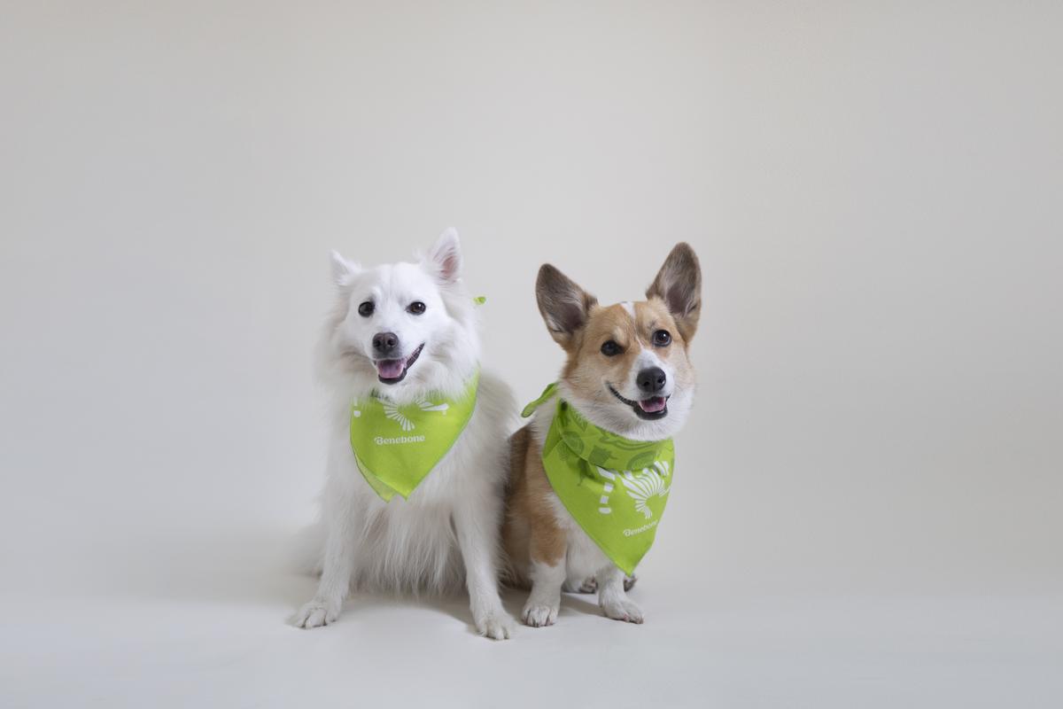 Benebone & Nashville Pet Products Yappy Hour