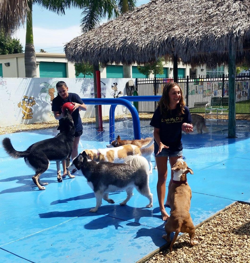 Pet Friendly Love My Dog Resort and Playground N. Pinellas