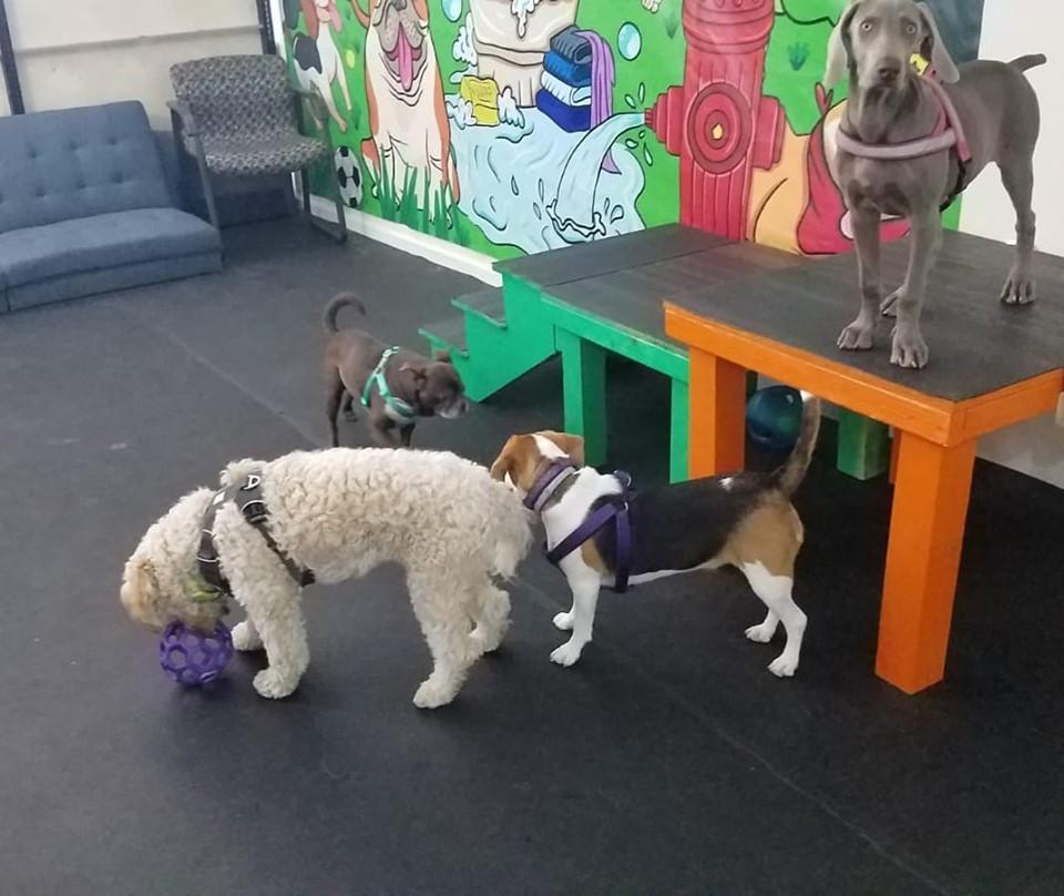 Dog 2024 daycare furniture